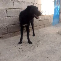 ت له افغان فروشی