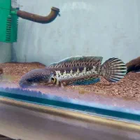 چانا گلدن کبری سینگل تانک|ماهی|محمدشهر, محمدشهر|دیوار