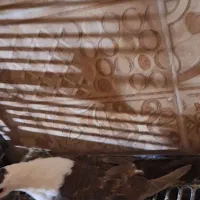 کله سفید مخملی|پرنده|نوده انقلاب, |دیوار