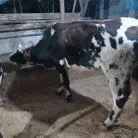 گاو دورگ هلشتاین وگوساله نر