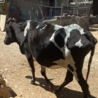 فروش گاو، بز و کهره