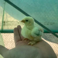 جوجه کوشین و مرغ محلی