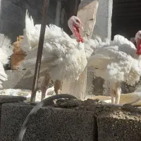 فروش بوقلمون