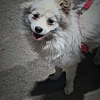 پامرین روباهی|سگ|قم, نخودی|دیوار