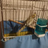 عروس هلندی وگرینچیک|پرنده|ماهدشت, |دیوار