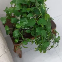 گل پتوس|گل و گیاه طبیعی|زاهدان, |دیوار