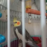 عروس هلندی ابلغ و سیامون|پرنده|تربتحیدریه, حاجی یار|دیوار