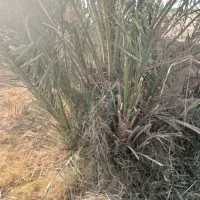 انواع پاجوش زاهدی خاصی حاجی محمدی کبکاب و برهی|خدمات باغبانی و درختکاری|بهبهان, |دیوار