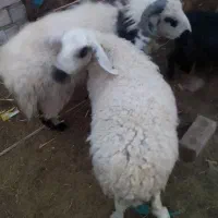 گوسفند فروشی