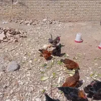 تخم مرغ محلی|خوردنی و آشامیدنی|ارومیه, |دیوار