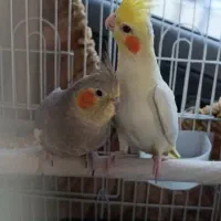 عروس هلندی جفت دستی تخم گزار مست