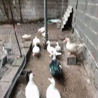 اردک اسراییلی  ۵عدد باهم ۲میلیون|حیوانات مزرعه|آستانه اشرفیه, |دیوار