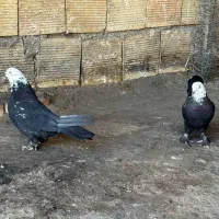 کبوتر پر بدردبخور