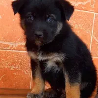 سگ ژرمن شیپرد موکوتاه کینگ سایز شاه توله ( نر )|سگ|تهران, وردآورد|دیوار