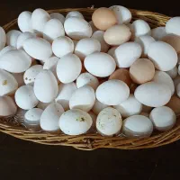 تخم مرغ رسمی محلی