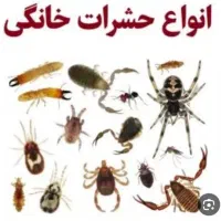 سمپاشی/باضمانت کتبی/موریانه زدایی*سوسک ریز ساس موش