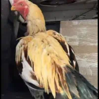 خروس لاری اصل