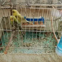 مرغ عشق وقفس|پرنده|میانه, |دیوار