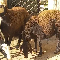 میش  ۳راس جوان یکدست آبستن|حیوانات مزرعه|خنداب, |دیوار