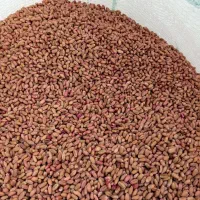 گندم بذری تکتاز|عمده‌فروشی|گنبد کاووس, |دیوار