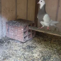 یک عدد کبوتر ماده