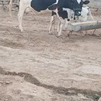 فروش گاو گوساله نر