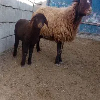 میش جوان بابره