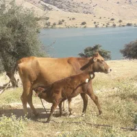 گاو و گوساله