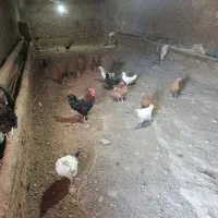 فروشی|حیوانات مزرعه|مرند, |دیوار