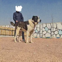آلابای سگ نگهبان درشت