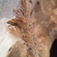 مرغ دیلگونی|حیوانات مزرعه|بهبهان, |دیوار