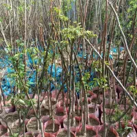 نهالهای گردو و پسته