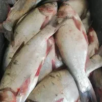 ماهی قزل آزاد زنده کیلویی ۱۹۰ ارسال رایگان