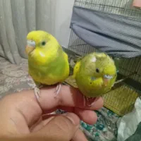 فروش 2 عدد مرغ عشق نیمه دستی دونه ای150