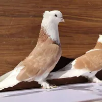 ابلق بحری ازم رفته
