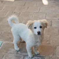 اشپیتز ۴ ماهه|سگ|خرمدره, |دیوار