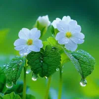 تدریس کلیه دروس کلاس دوم