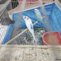 مرغ عشق رام