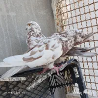 کفتر|پرنده|بندرعباس, |دیوار