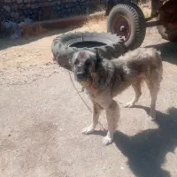 سگ سرابی