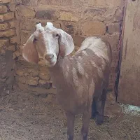 بز خوش زات و سر حال