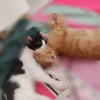 دو گربه گمشده مرند با مژدگانی