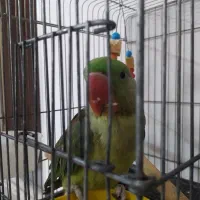 شاه طوطی هشت ماهه سخن گو|پرنده|قم, آزادگان|دیوار