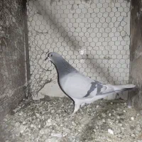 ماده خرقه بدرنگ