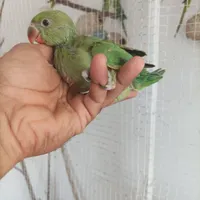 جوجه طوطی ملنگو سرلاکی|پرنده|میناب, |دیوار