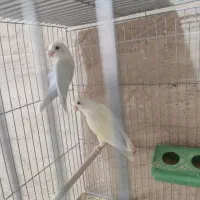 فنچ مرغ عشق پروانه ای عروس هلندی طوطی کتوله|پرنده|کرمان, |دیوار