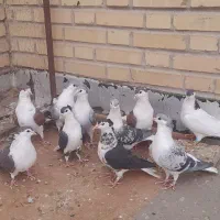 ساده جوانه پرشی