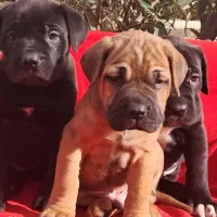 کنکورسو نر شامپاینی و مشکی چروک