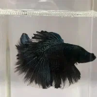 فایتر Betta|ماهی|شیراز, فرگاز|دیوار