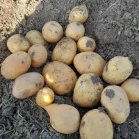 سیب زمینی جیلی بدون کود شیمیایی